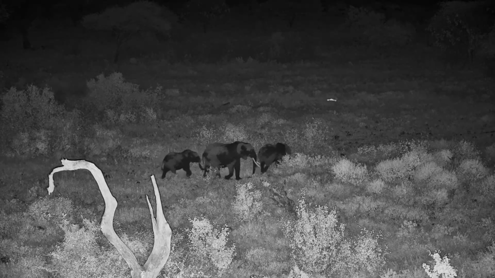 Elephants Drift Through the Darkness at Finch Hattons