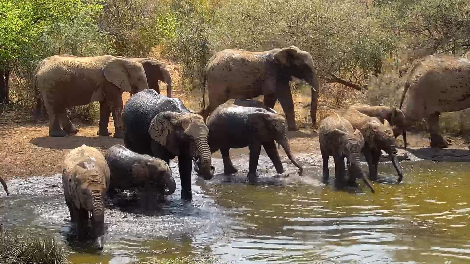 Elephant Herd and Calves Gather at Kwa Maritane