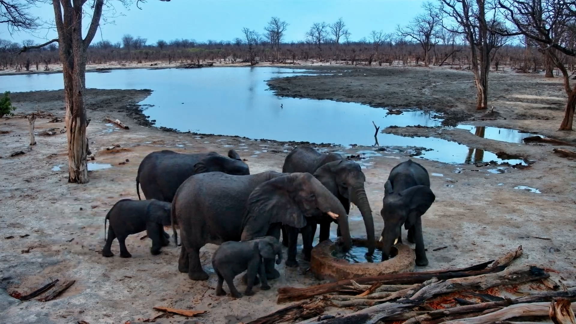 Elephants Arrive for a Drink on a Wet, Overcast Day