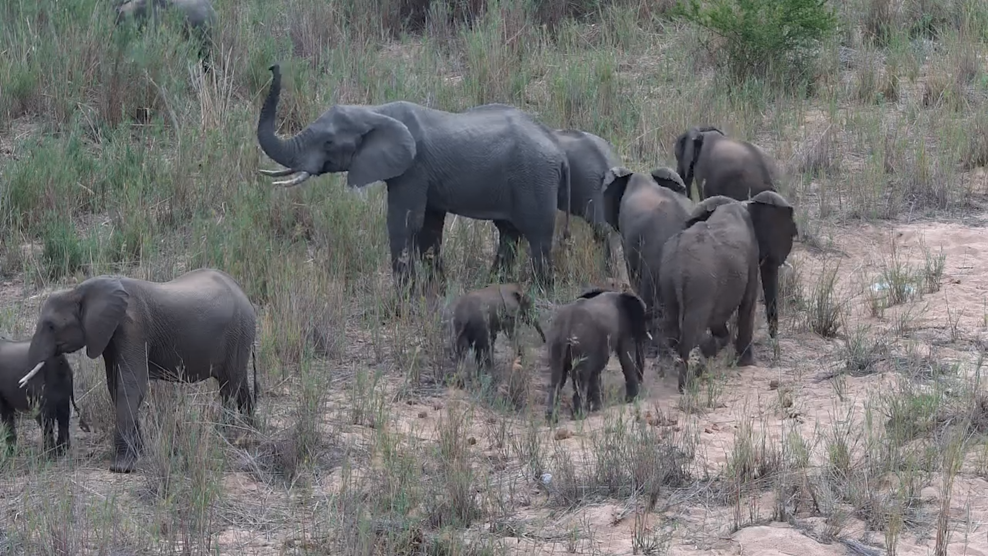 Elephant Herd Feeds at Kruger Shalati
