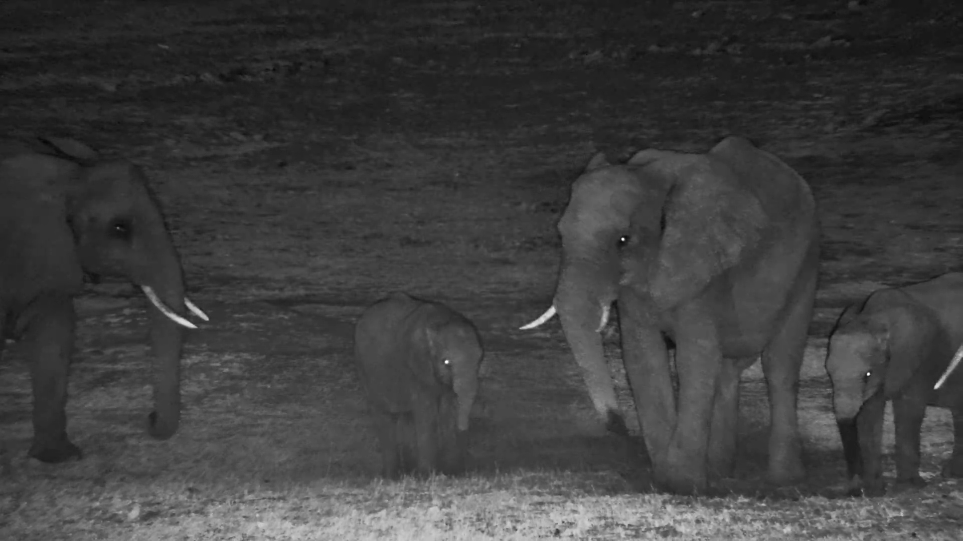 Elephants Lift Their Trunks to Smell & Socialise at Night