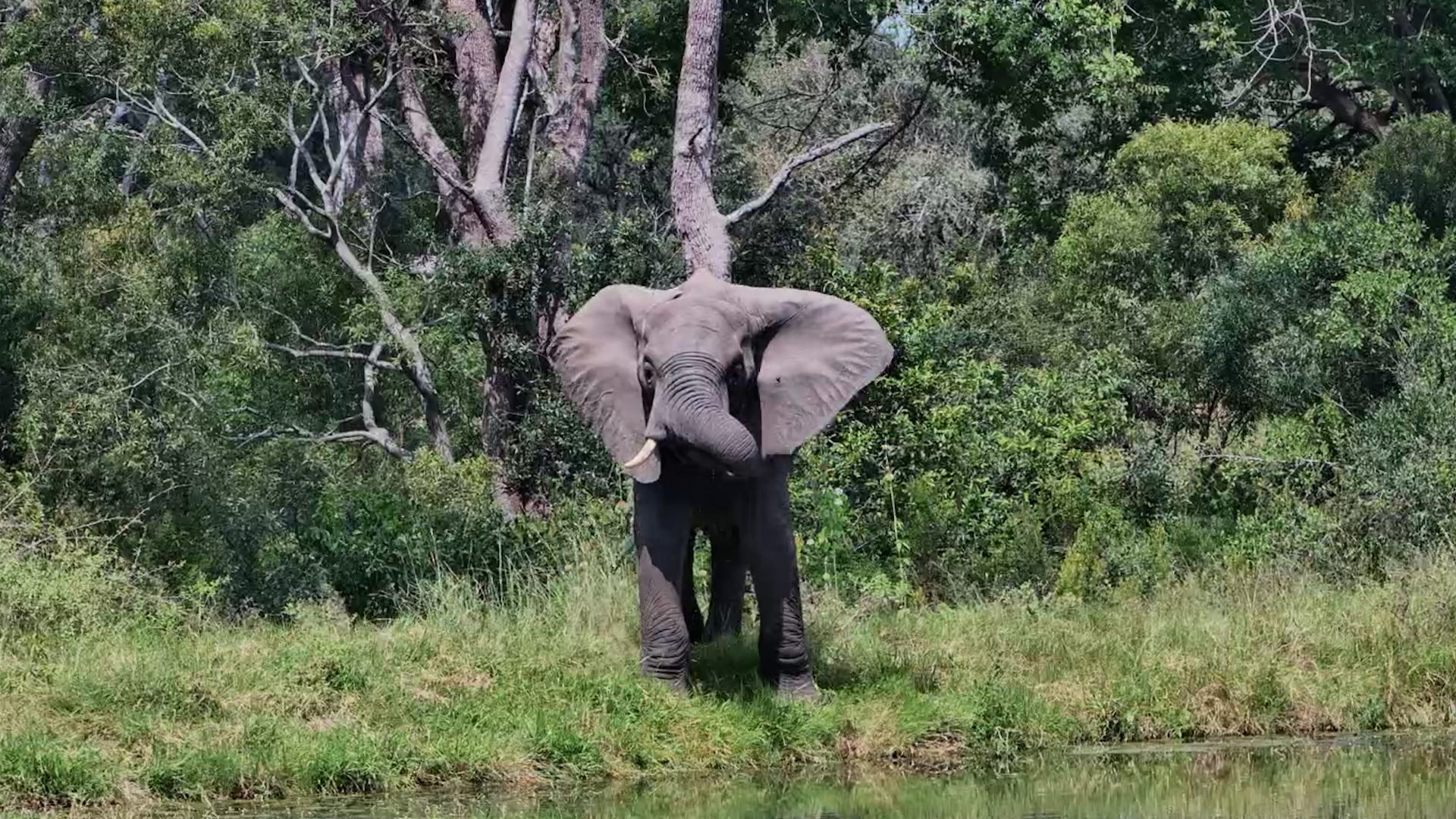 Elephant at the Water