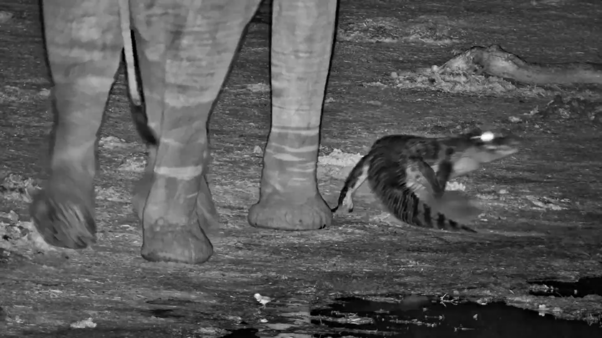 Close Call! Elephant Nearly Steps on Crocodile