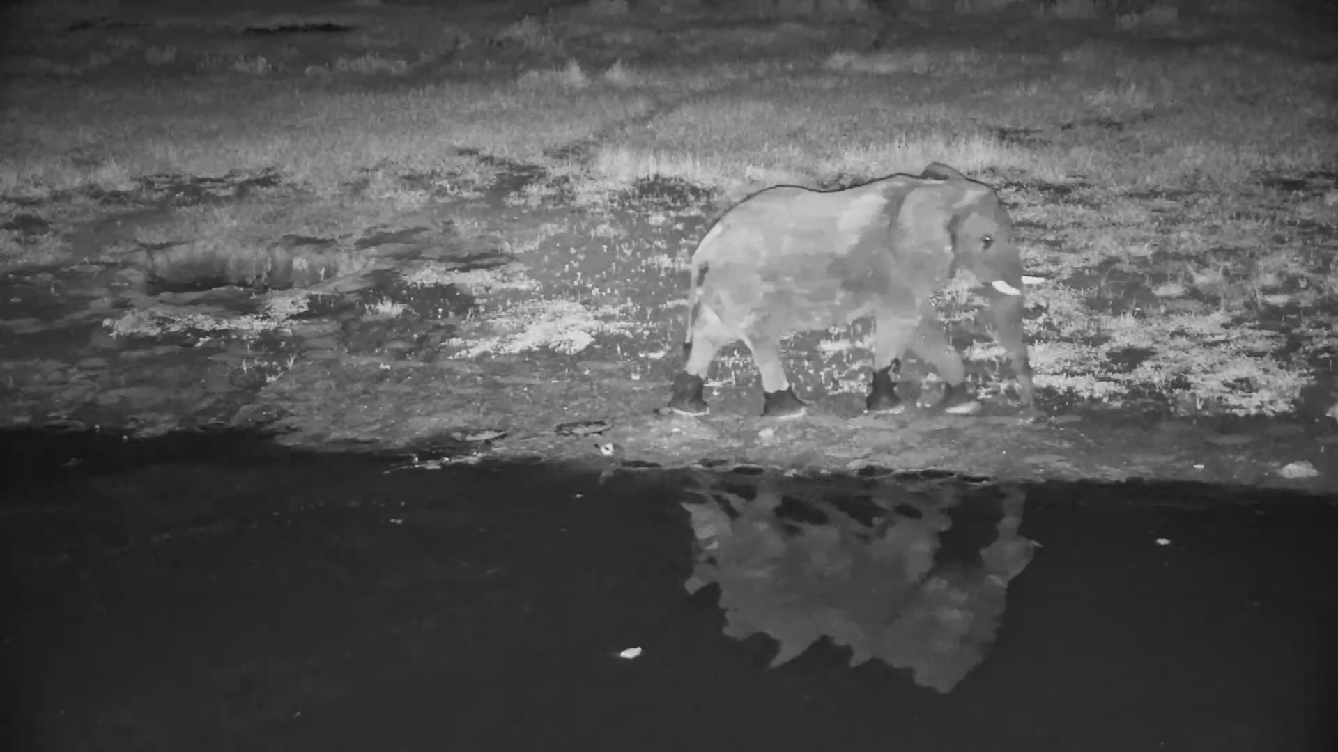 Elephant Almost Tramples Nest… Bird Fights Back!