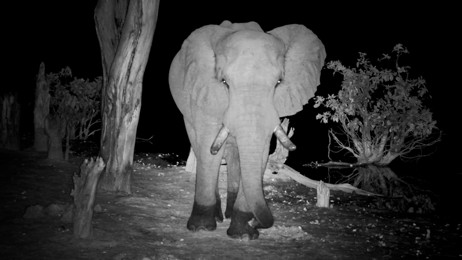 Elephant Bull Relaxing at the Water