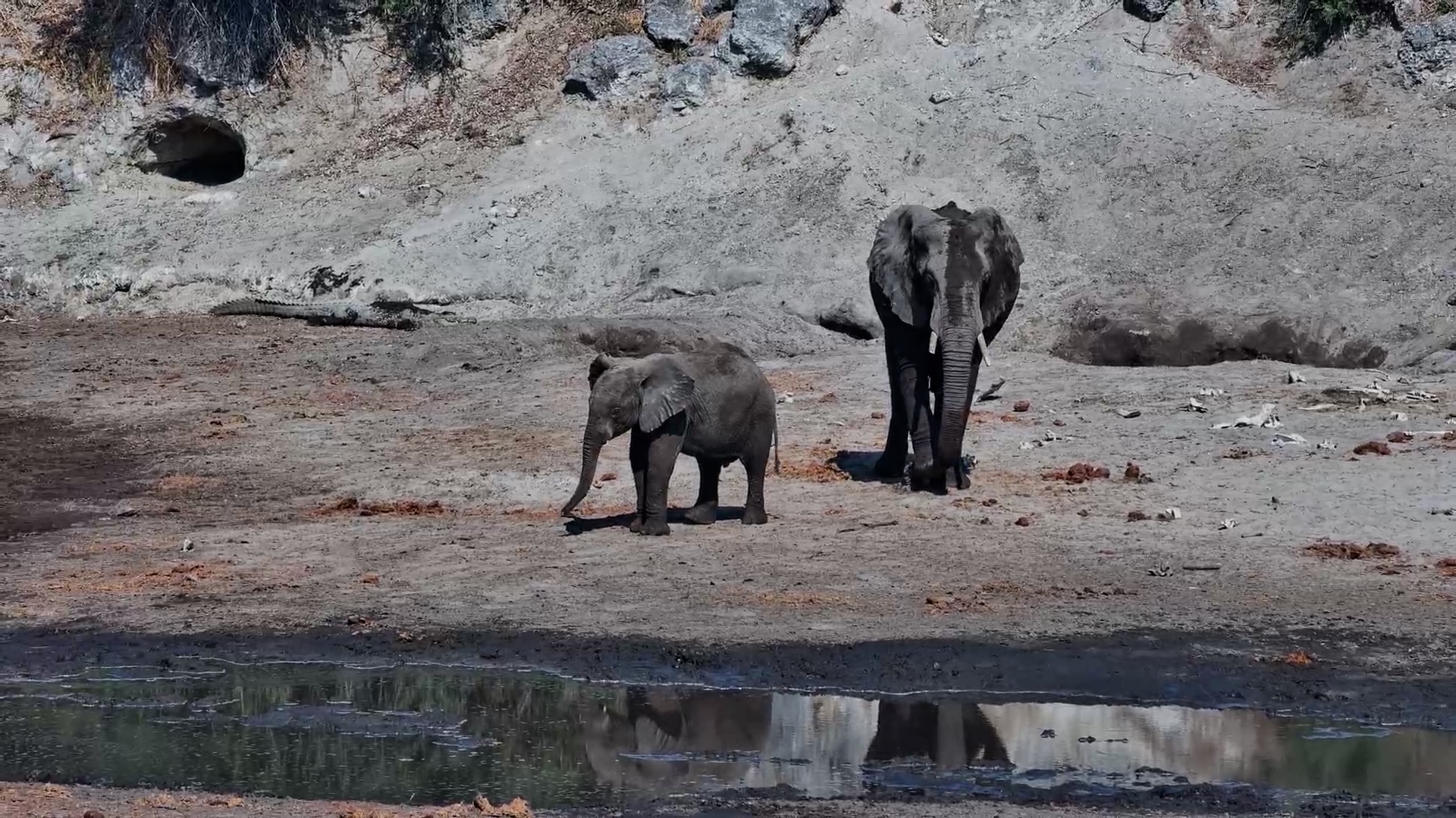 Mother and Calf at Camelthorn - Youngster Shoos Passing Zebra!