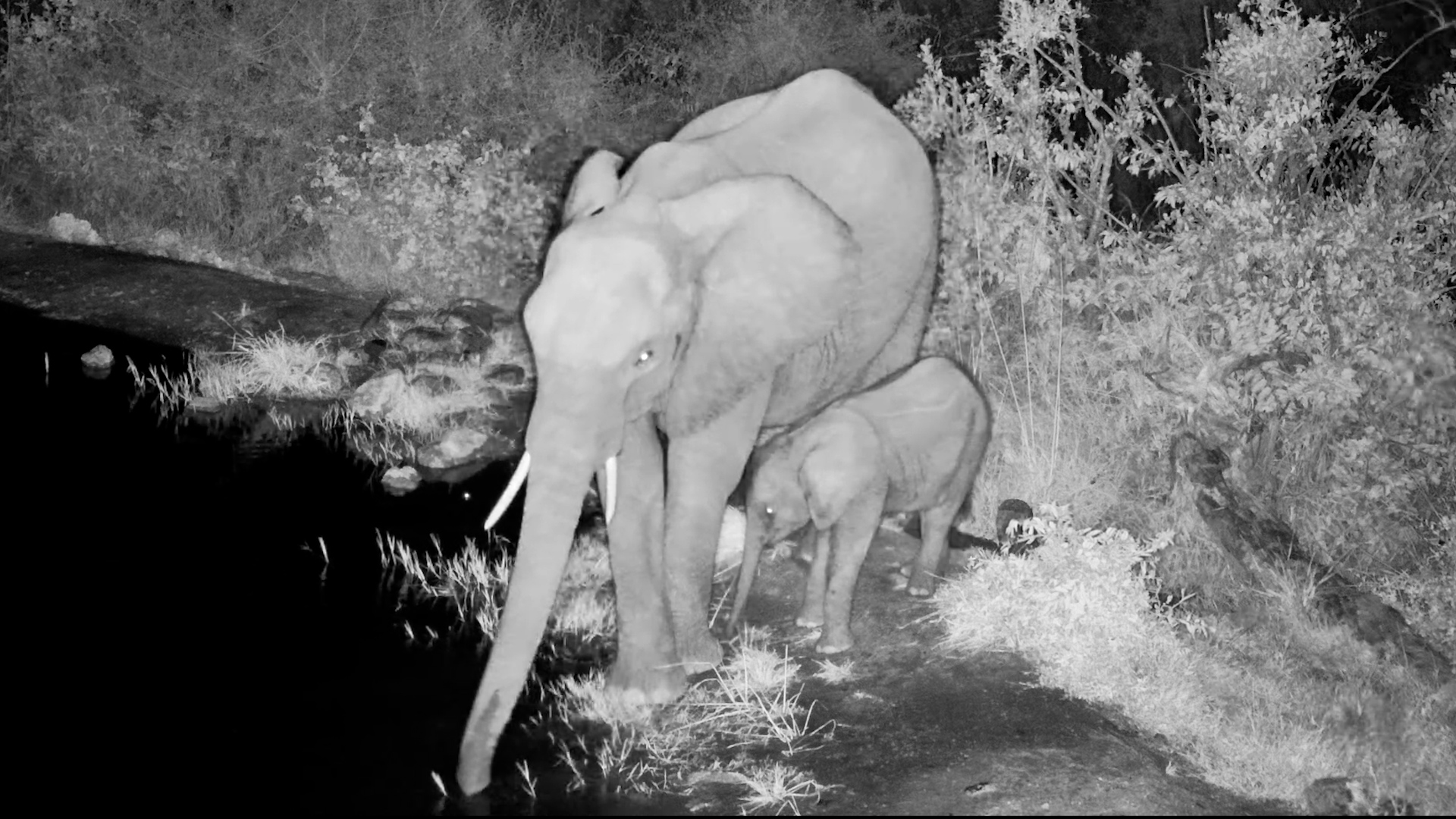 Adorable Baby Elephant on a Midnight Stroll With Mom