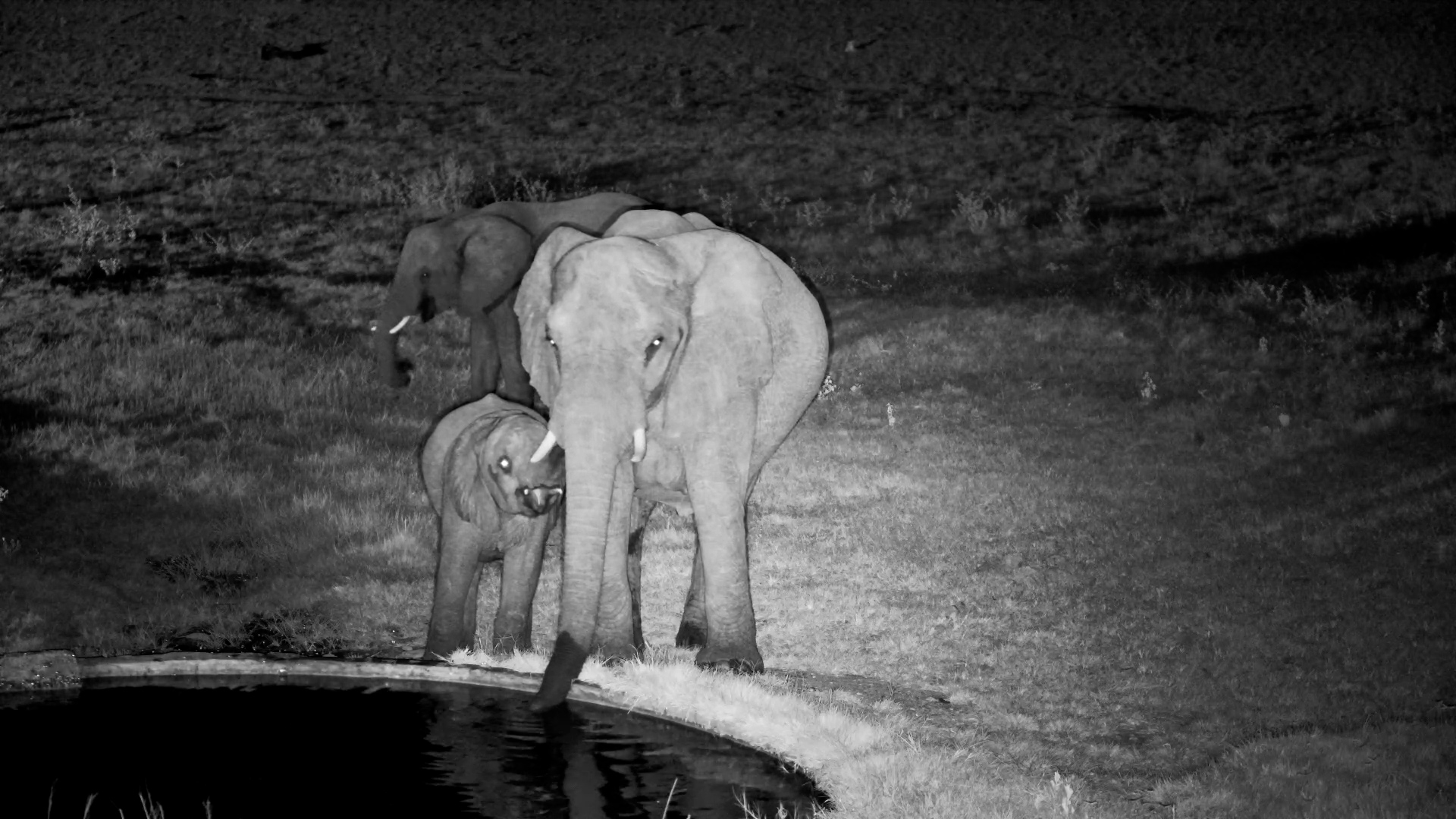 Mother & Calf in the Dark