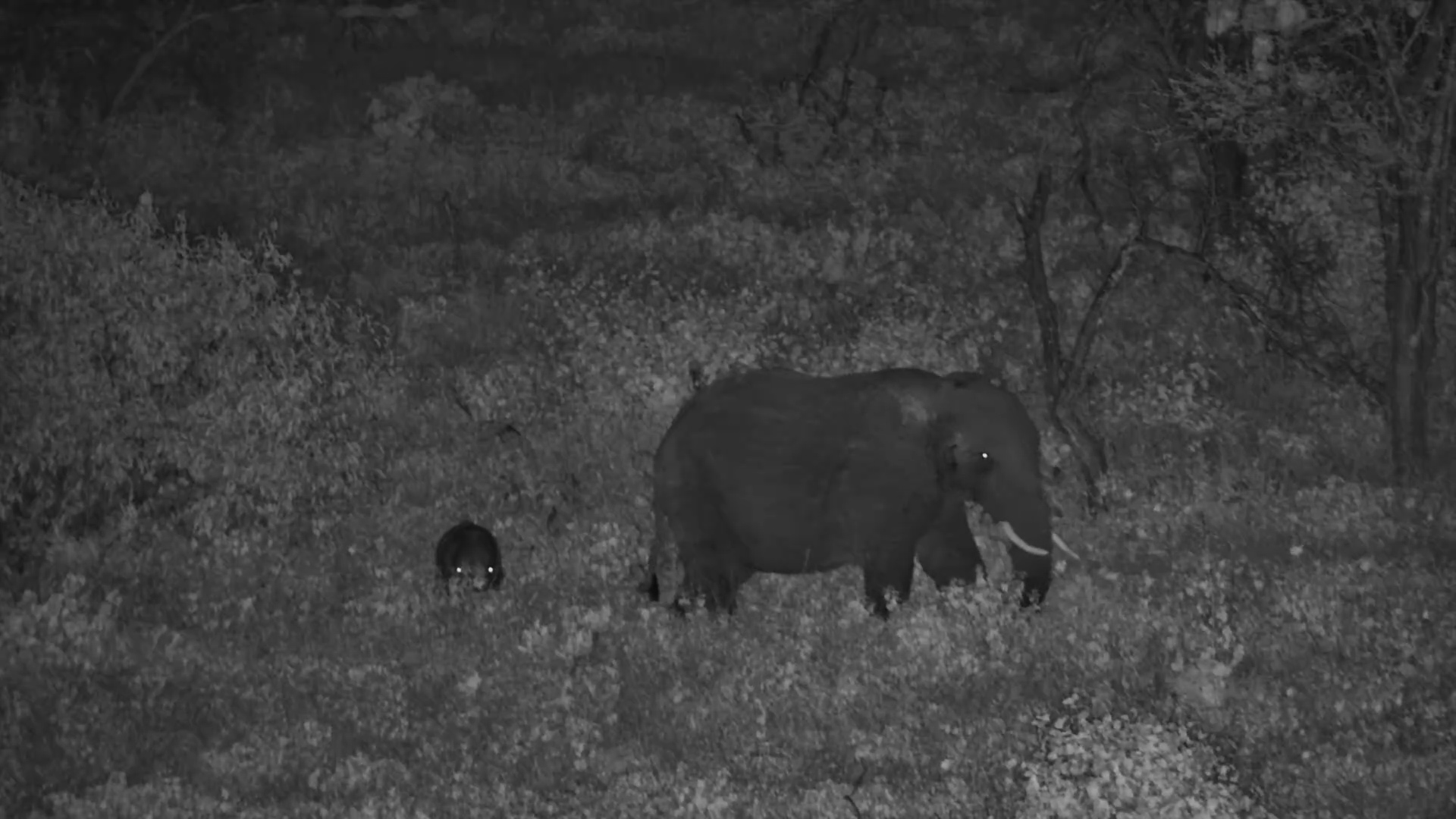 Elephant Calf in the Grass at Night