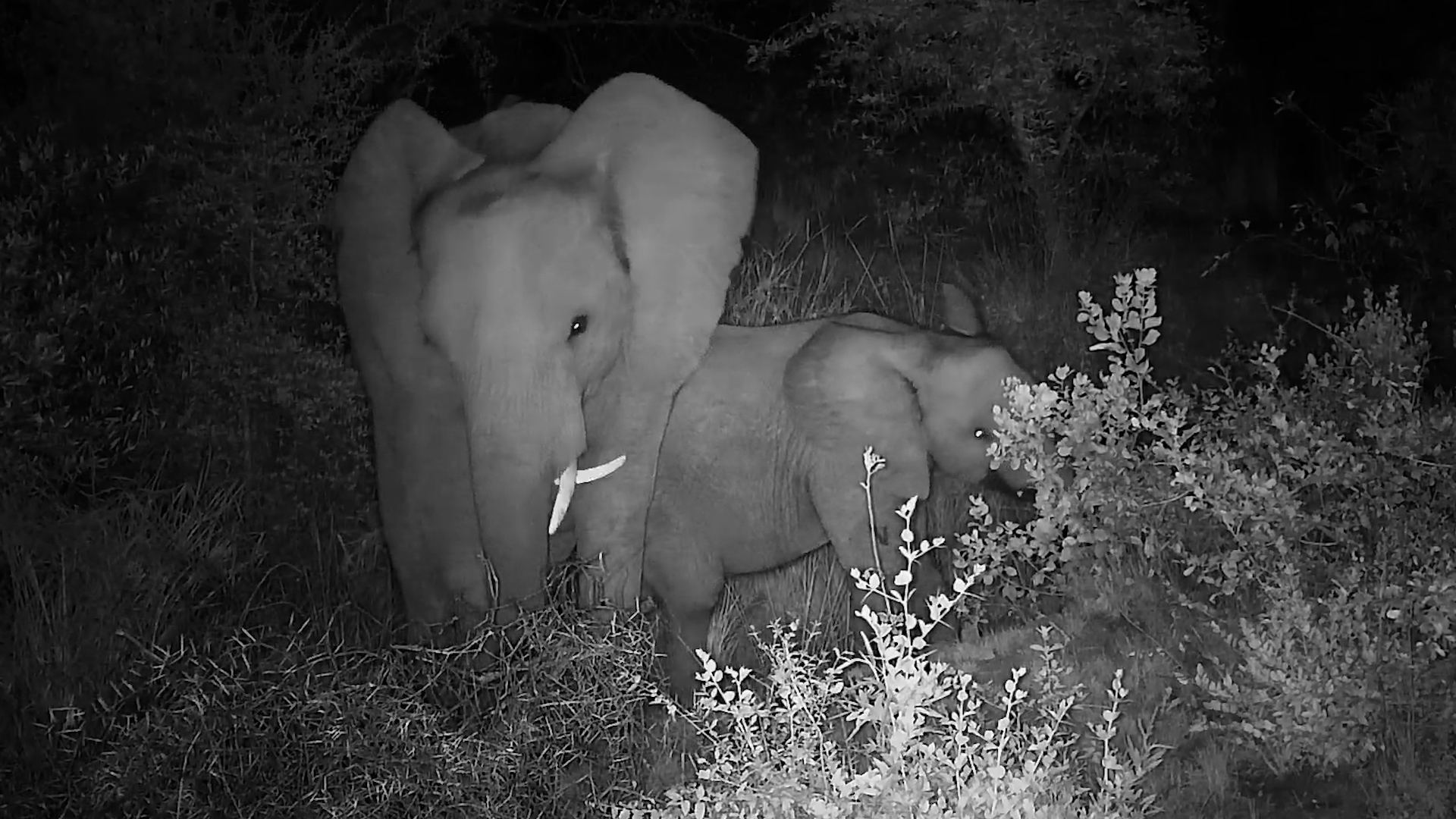 Backward Tusk Elephant & Calf