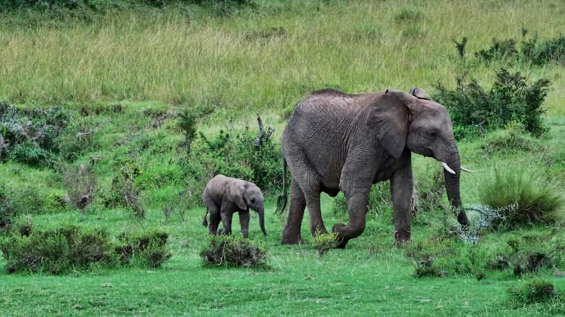 The Safest Place in the Mara? Right Beside Mum