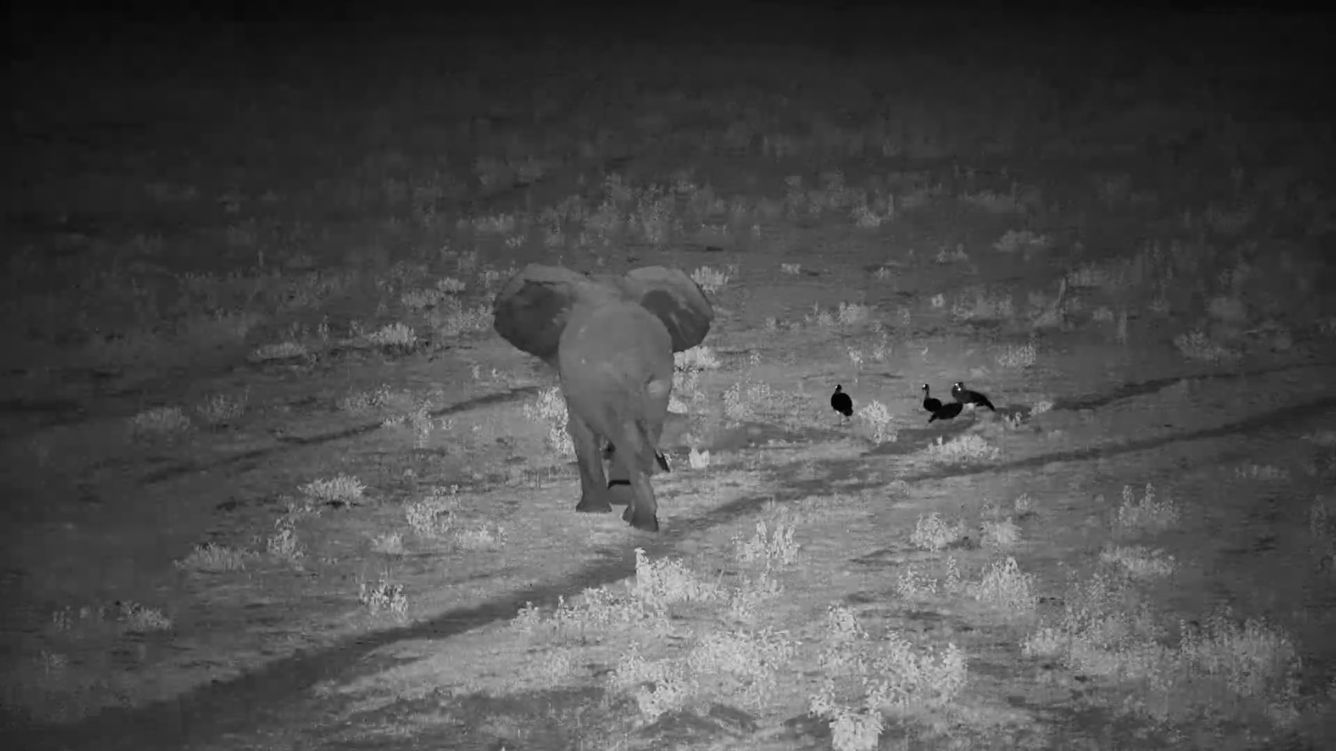 Lone Elephant Drinks in the Dark