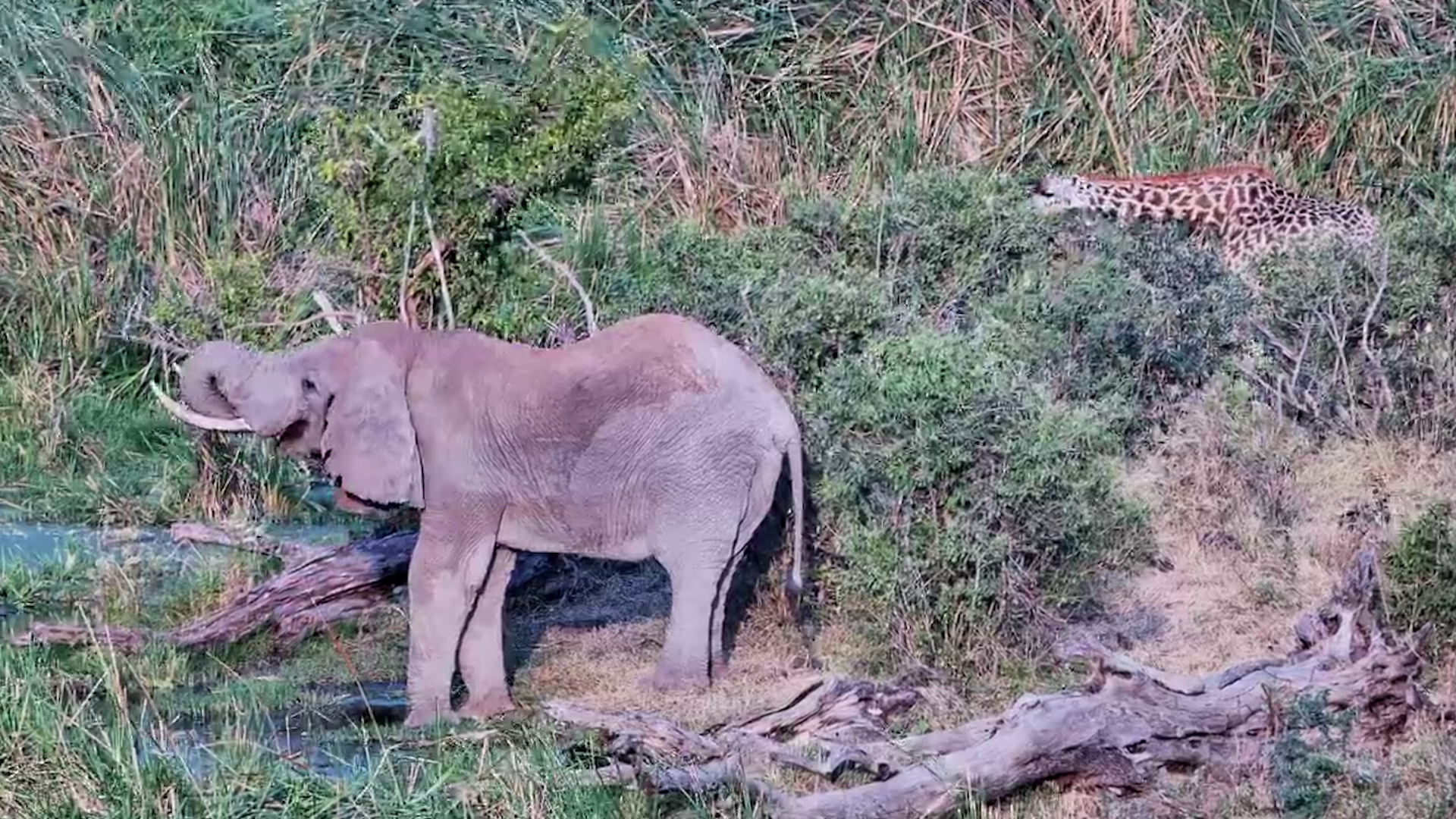 Two African Giants, One Perfectly Peaceful Scene
