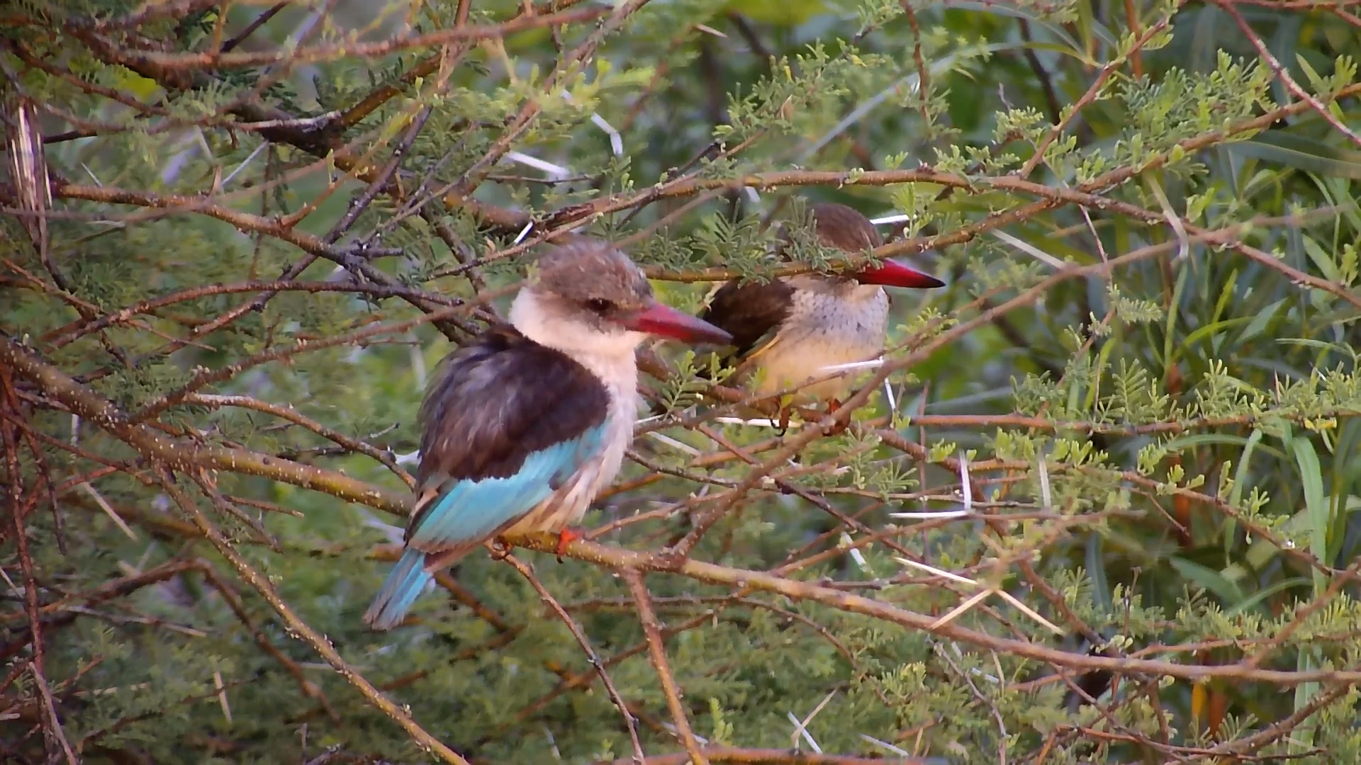 Elephant & Kingfishers at Kwa Maritane