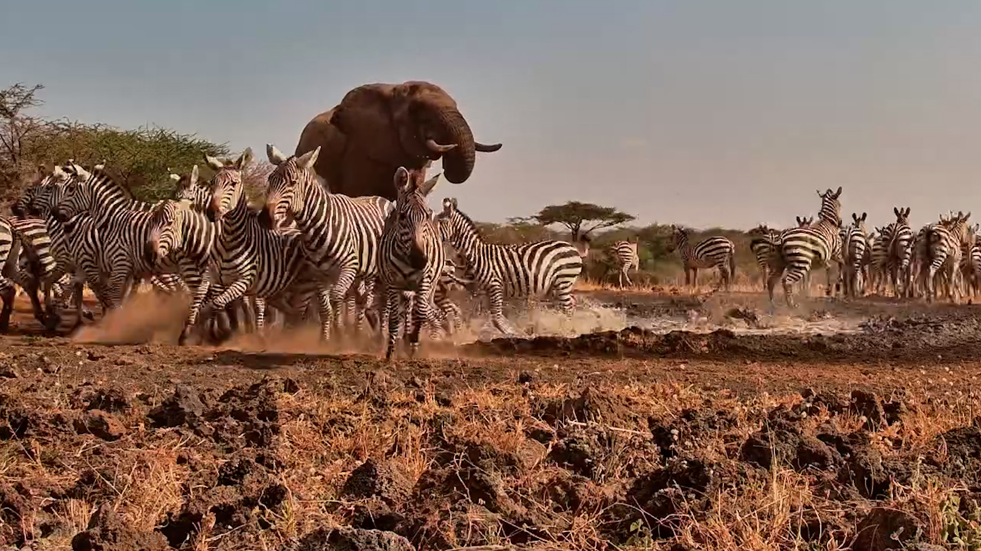 Nobody Creates Chaos Like Zebras