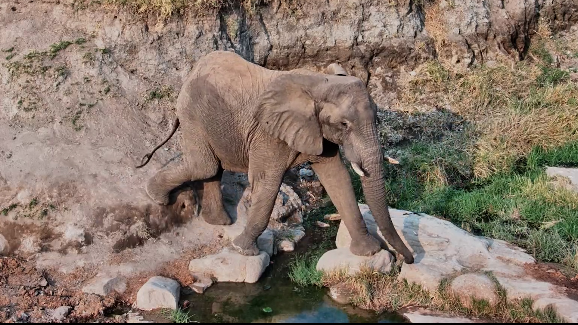 A Lone Elephant Takes the Scenic Route to the Spring