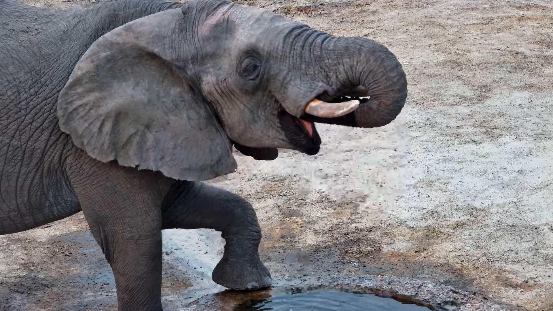 Elephant Arrives for a Drink and Puts Foot on the Well