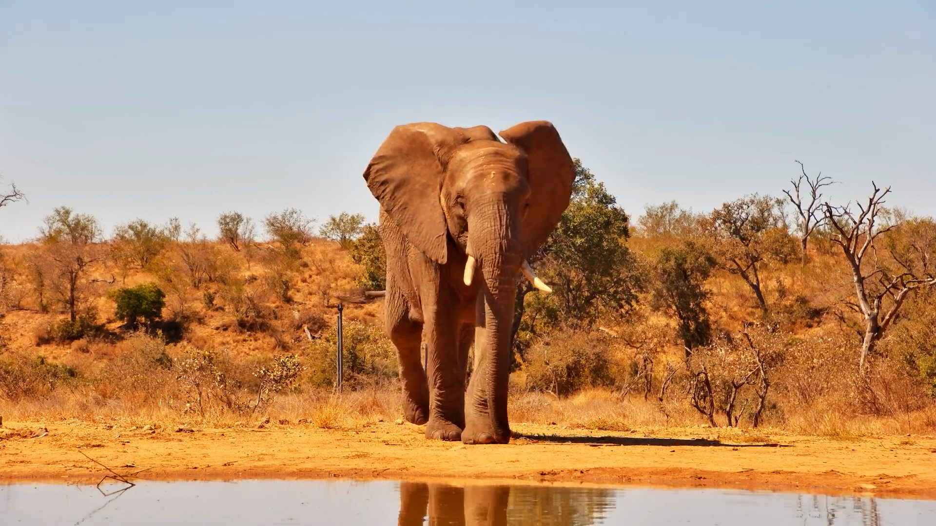 One Elephant, One Peaceful Afternoon