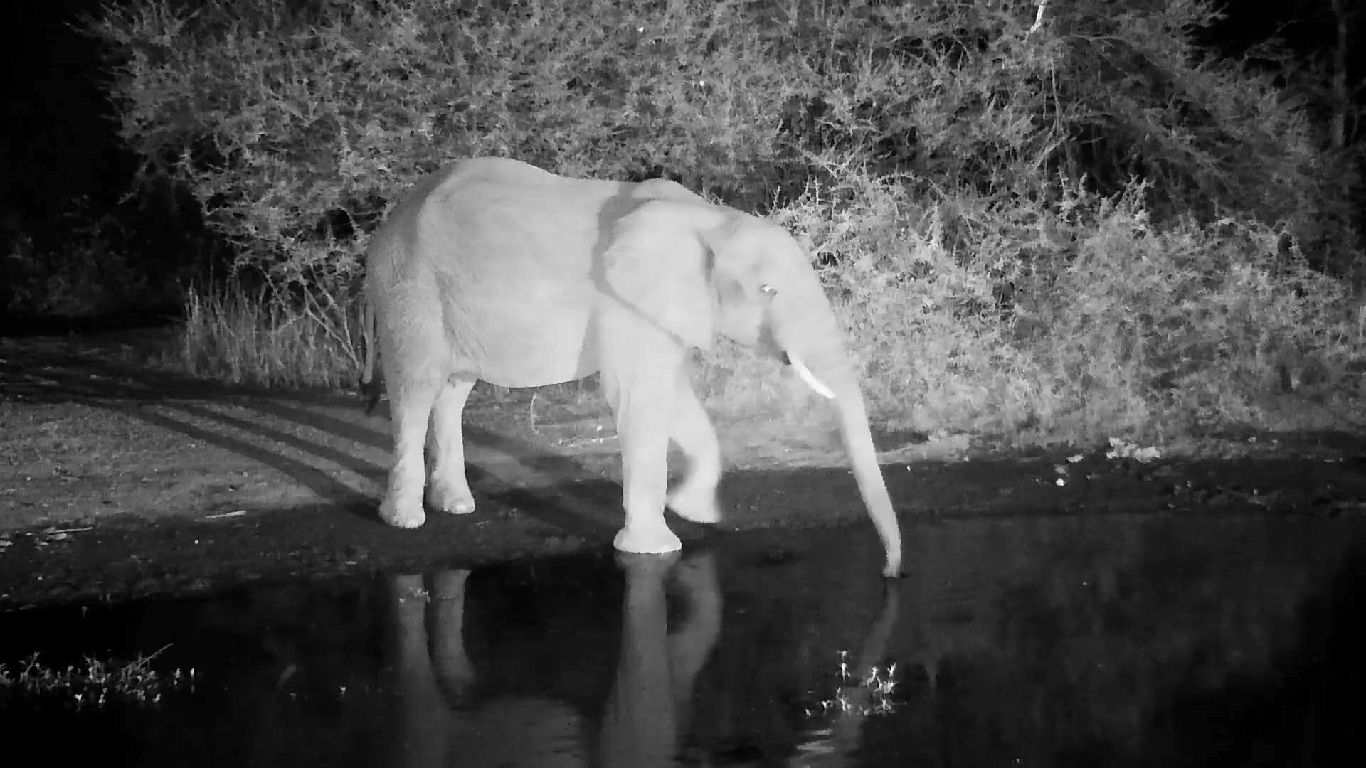 Elephant Stops for a Quick Drink