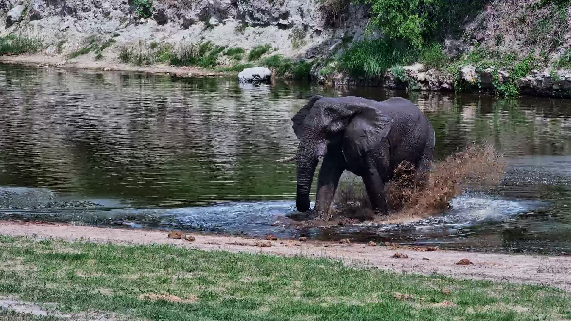 Elephant Splashes Around at Camelthorn