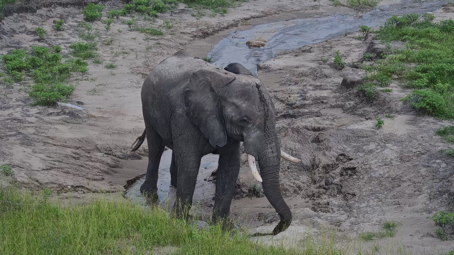 Solitary Giant Enjoys a Calm Drink