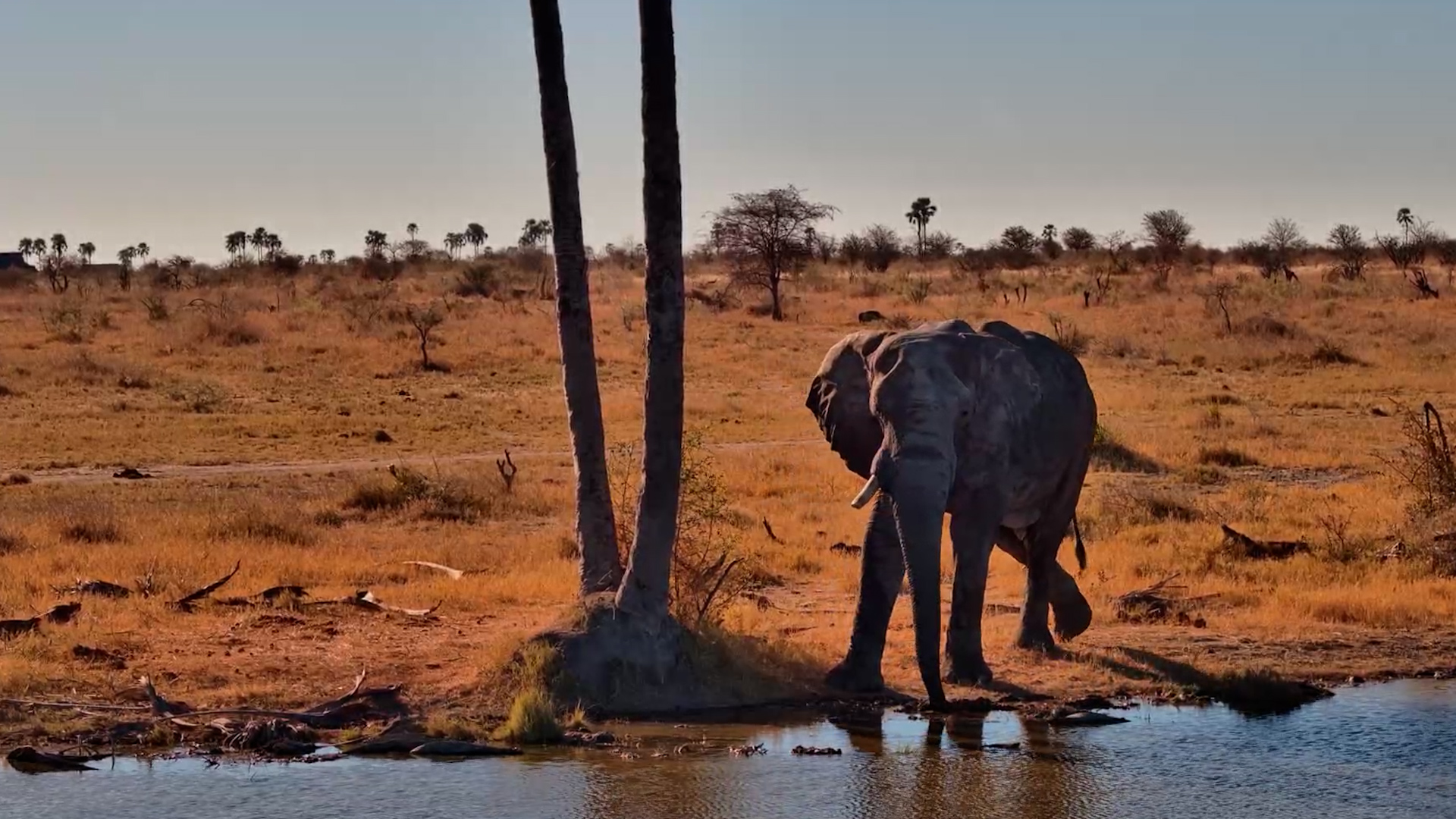 One Elephant, One Drink and the Wide Kalahari