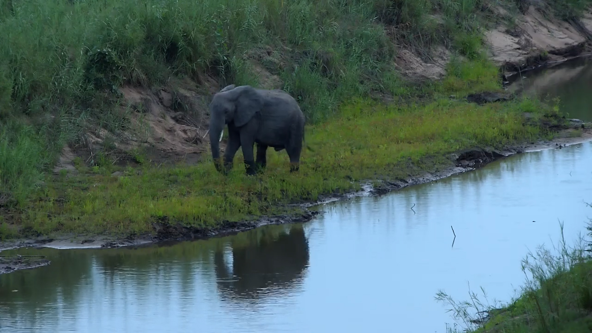 Elephant Following the River’s Green Line