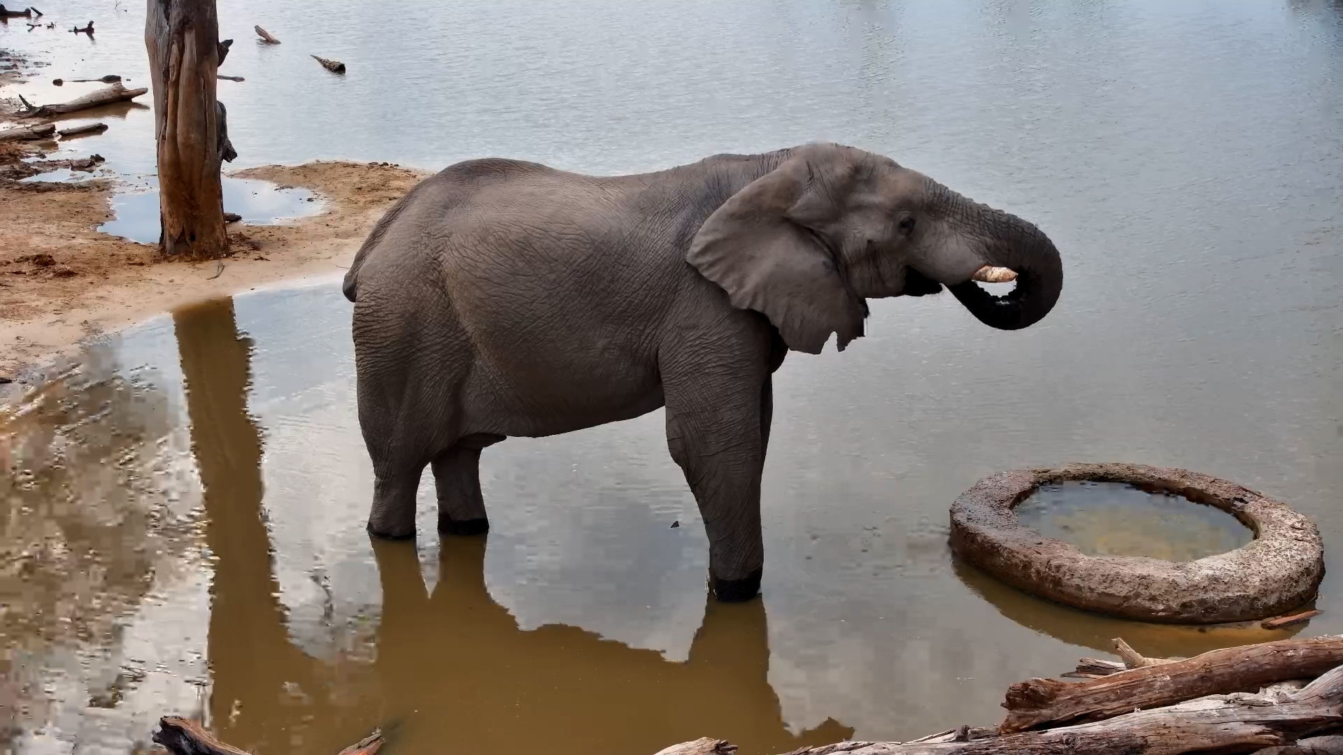 Tattered Ears, Broken Tusks, Missing Tail… Still Majestic