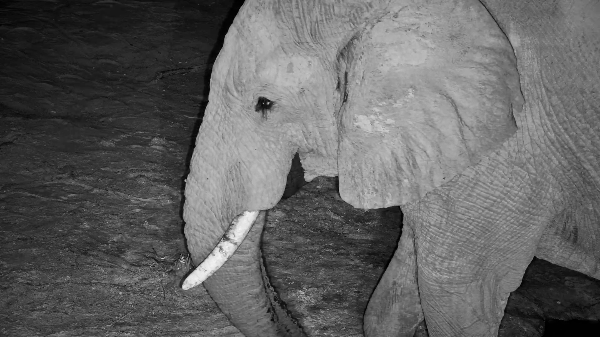 A Cautious Nightcap