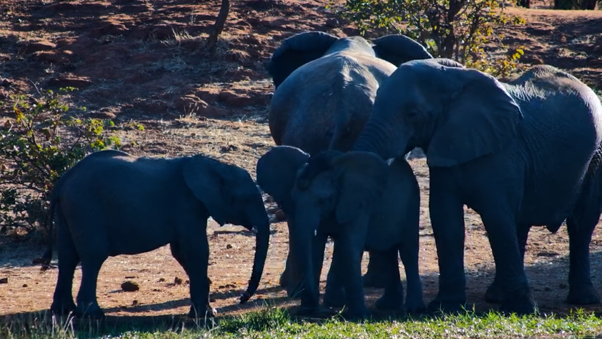 Afternoon Belongs to the Elephants