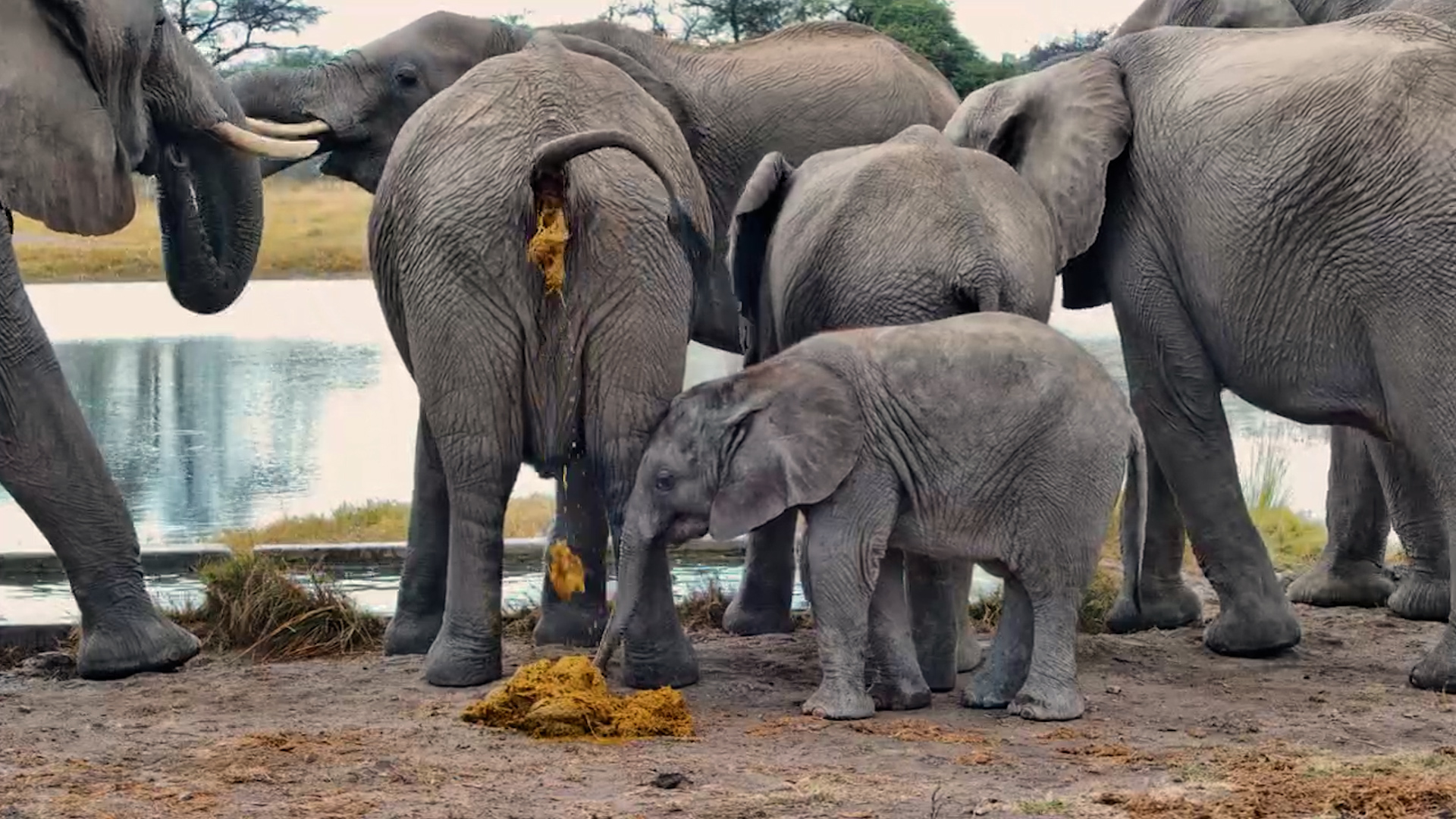 Did That Baby Elephant Just Eat That?