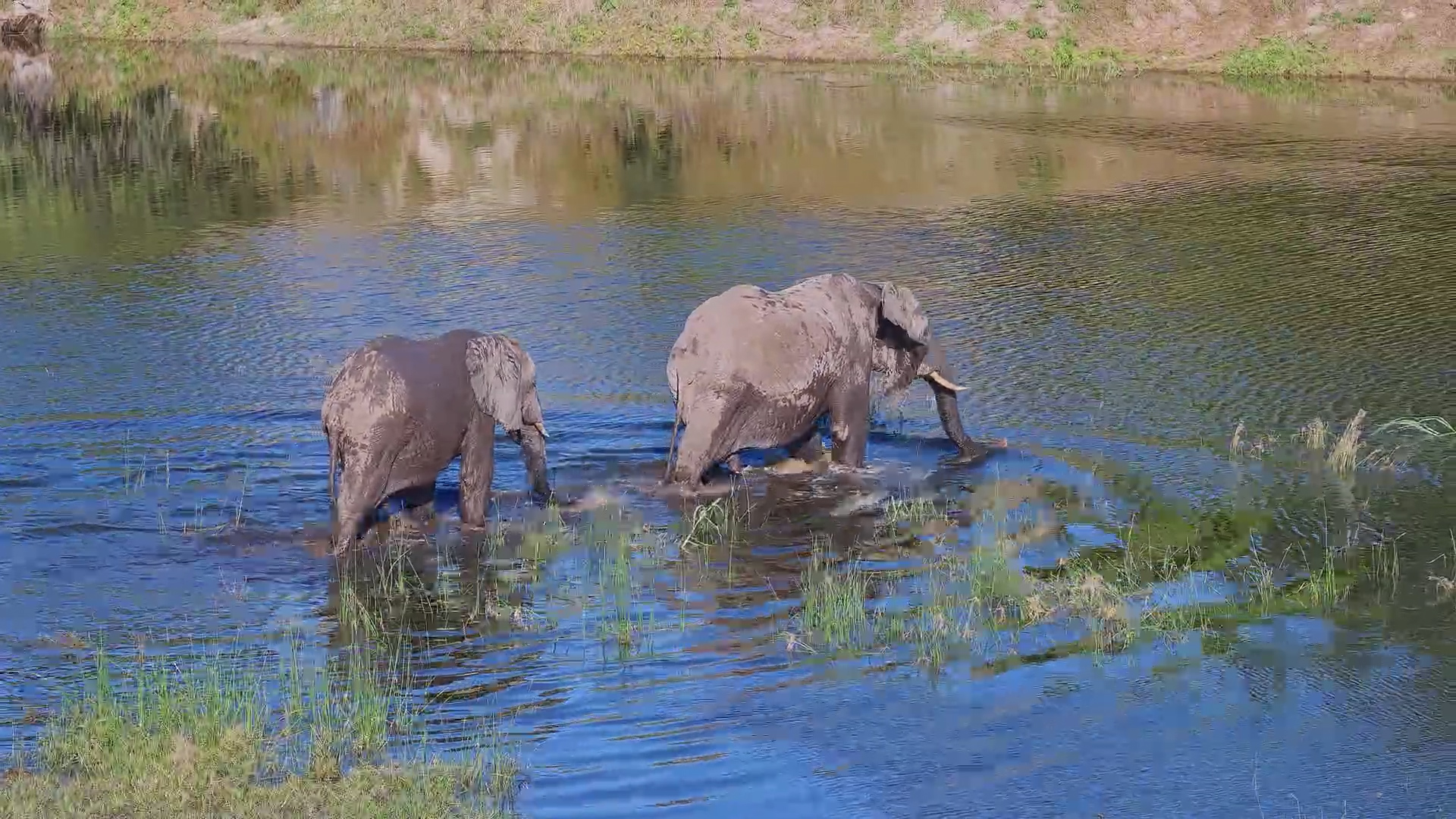 Elephants Mud, Swim, and Exit the Scene