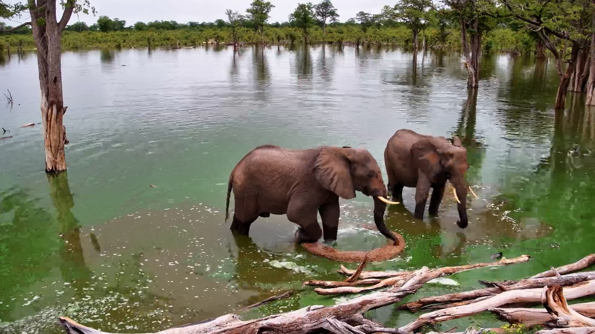 Elephants at the Well | Waterhole Moments