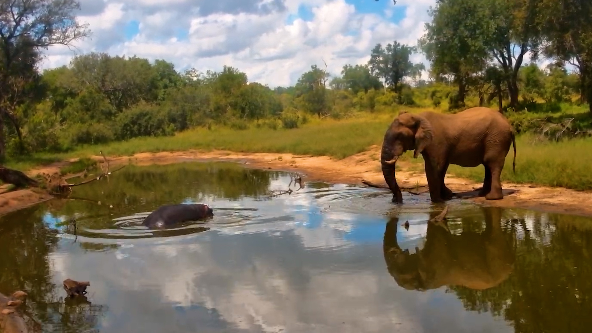 Elephant Gets a Drink… Hippo Just Watches