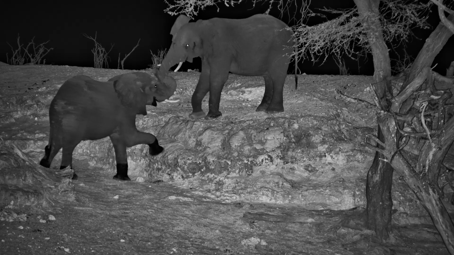 Playtime Continues Long After Dark