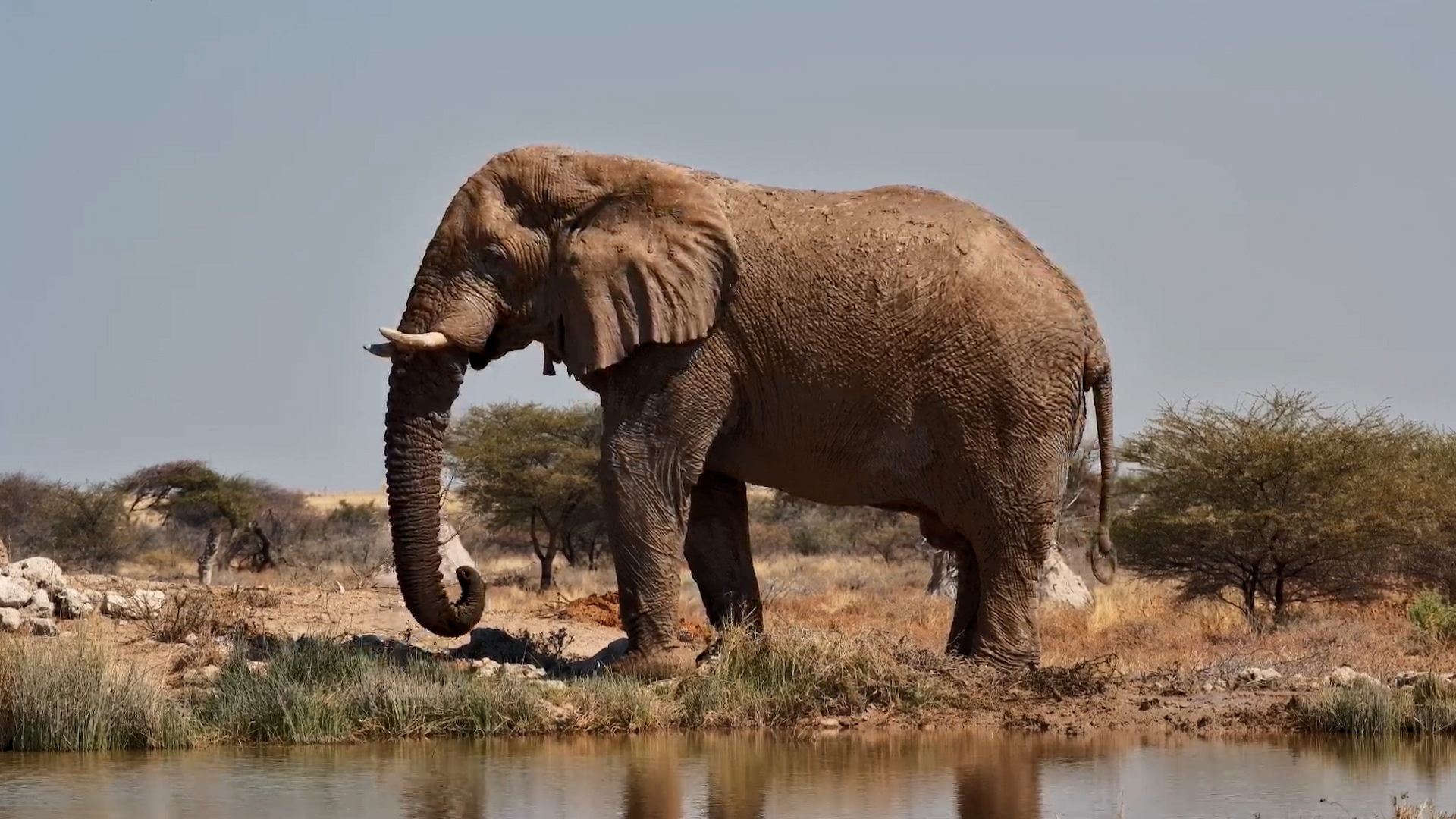 Just an Elephant Enjoying the Quiet