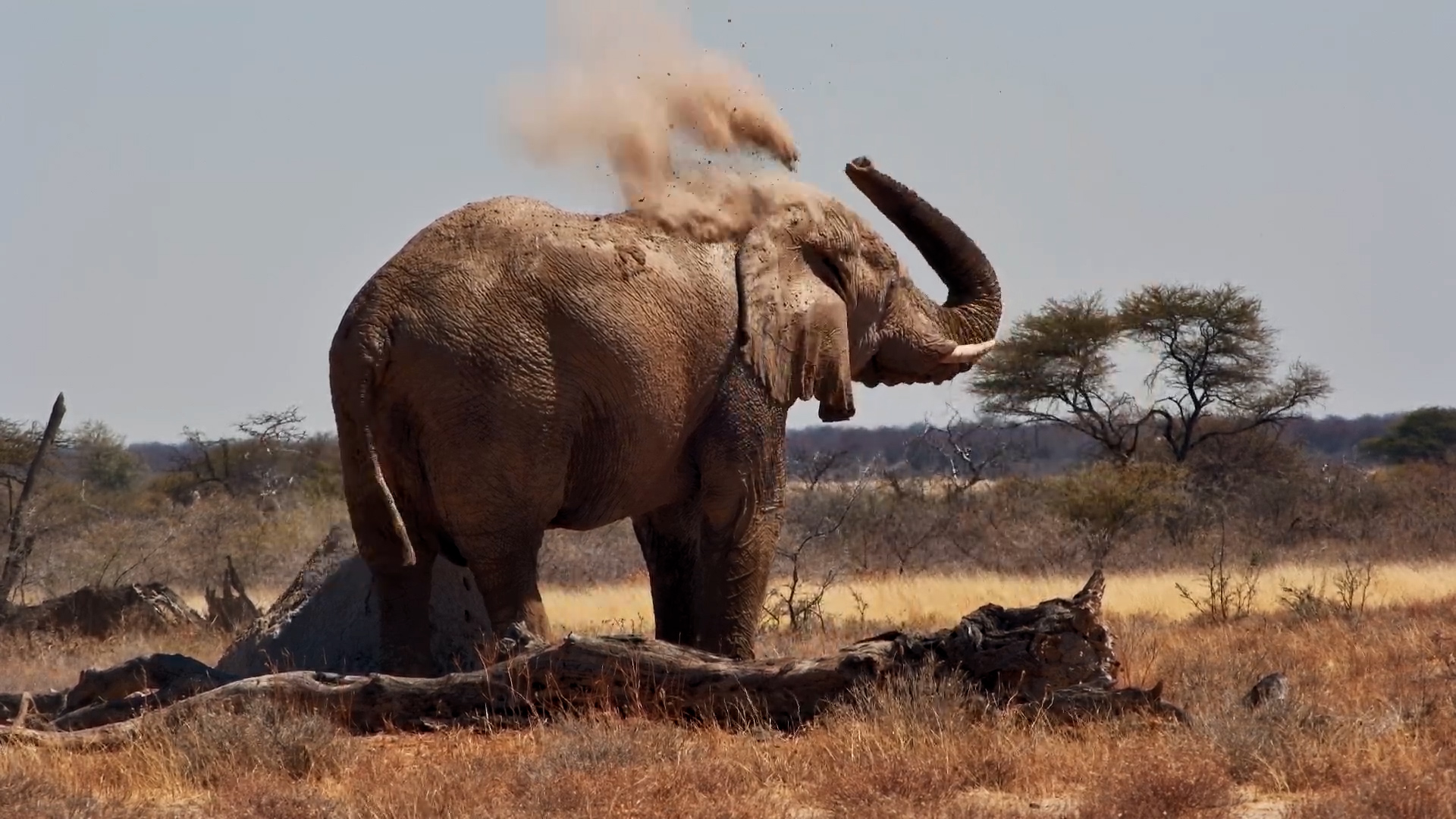 Drink, Dip, Dust Bath... This Elephant Has Life Figured Out