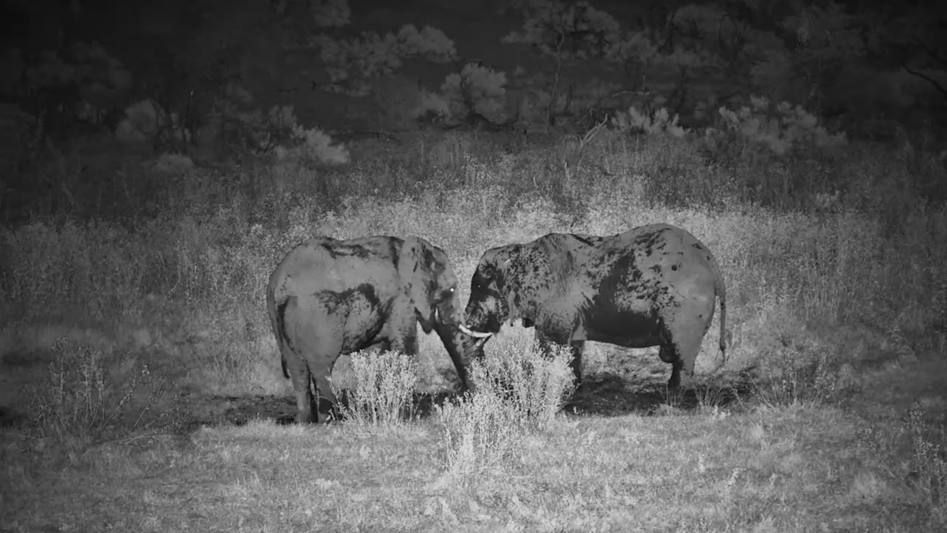 Mud-Splattered Elephants in Infrared