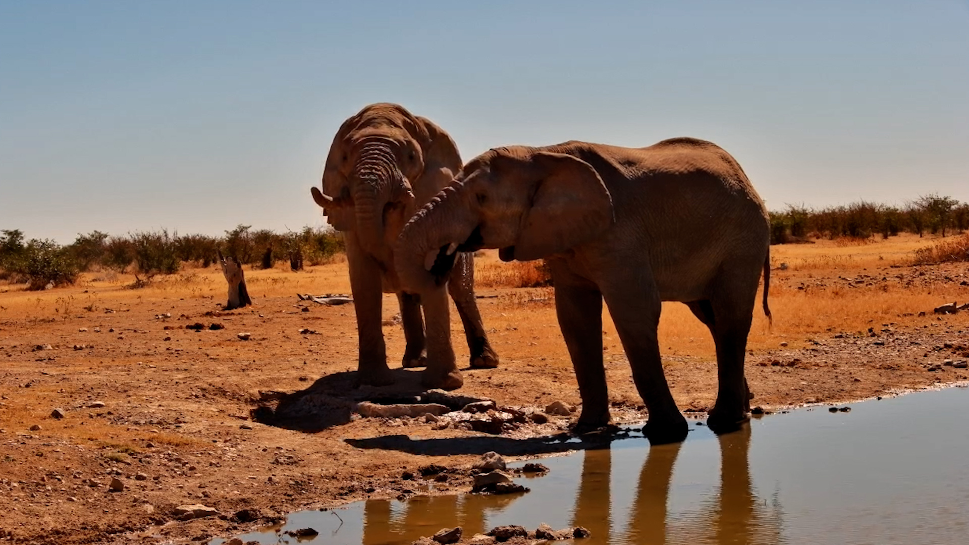 Two Elephant Bulls Together