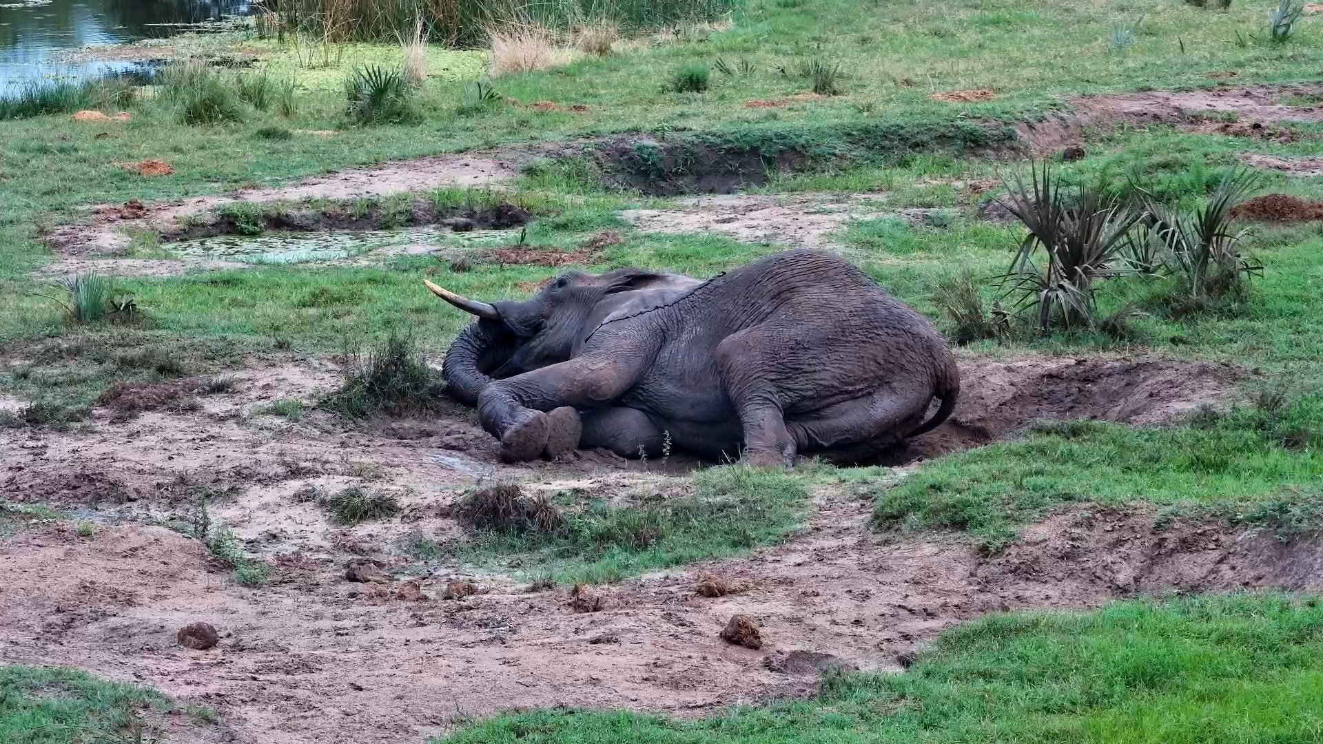 Elephants Get Down and Dirty