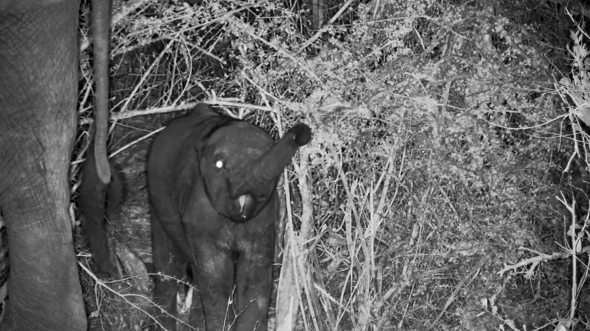 Elephant Calf with Mom at Rosie’s Pan