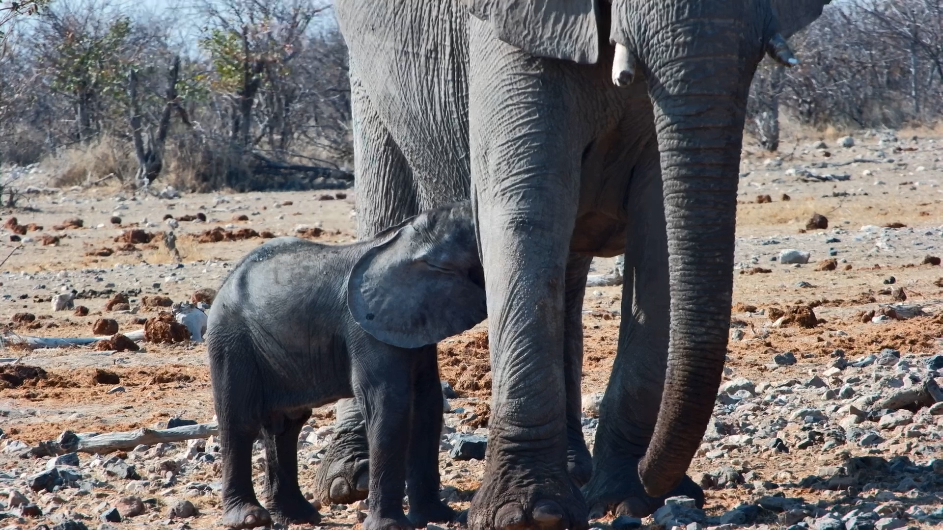 This Newborn Elephant Is Almost Too Cute