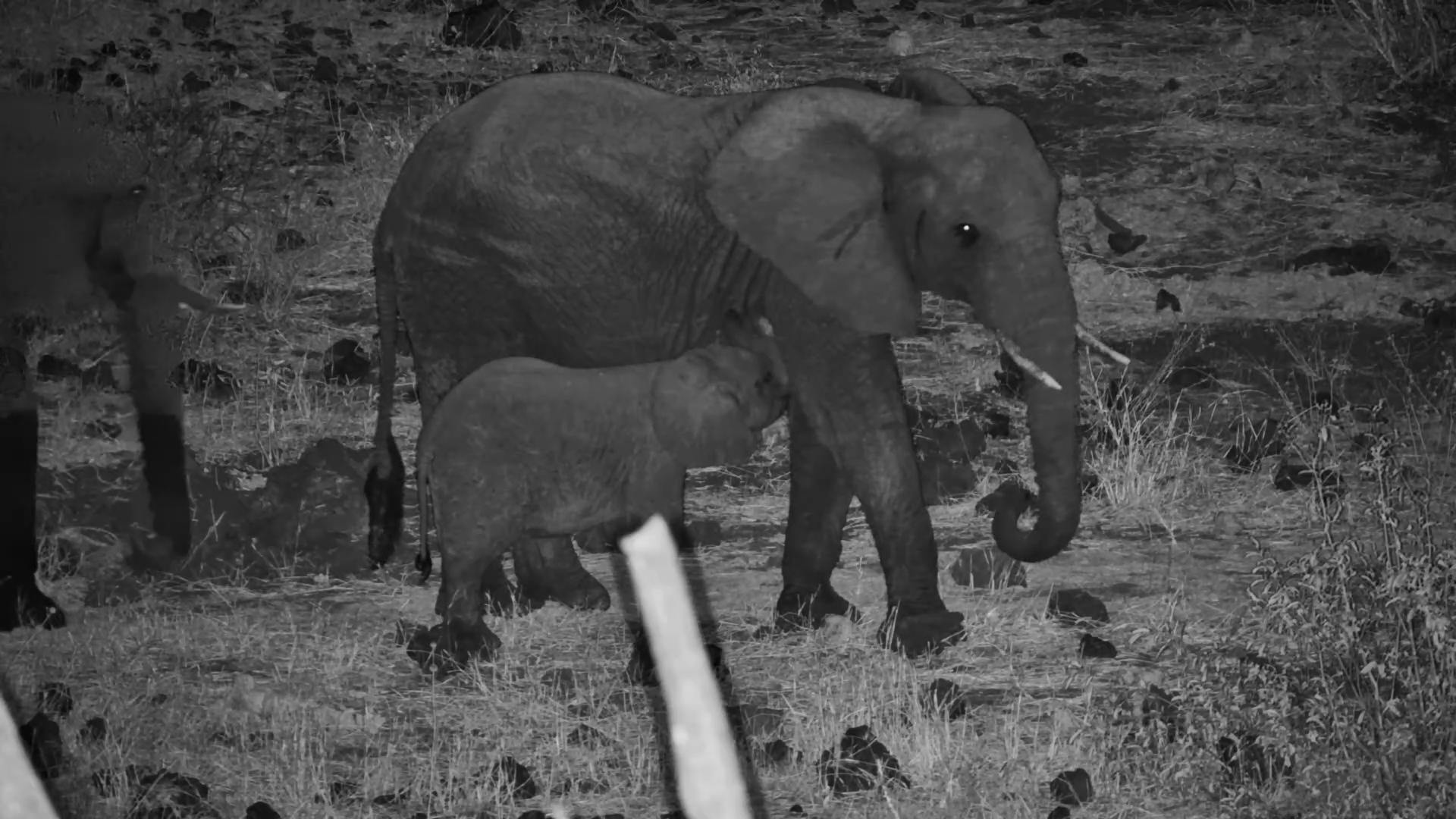 Baby Elephant Stops for a Midnight Milk Break