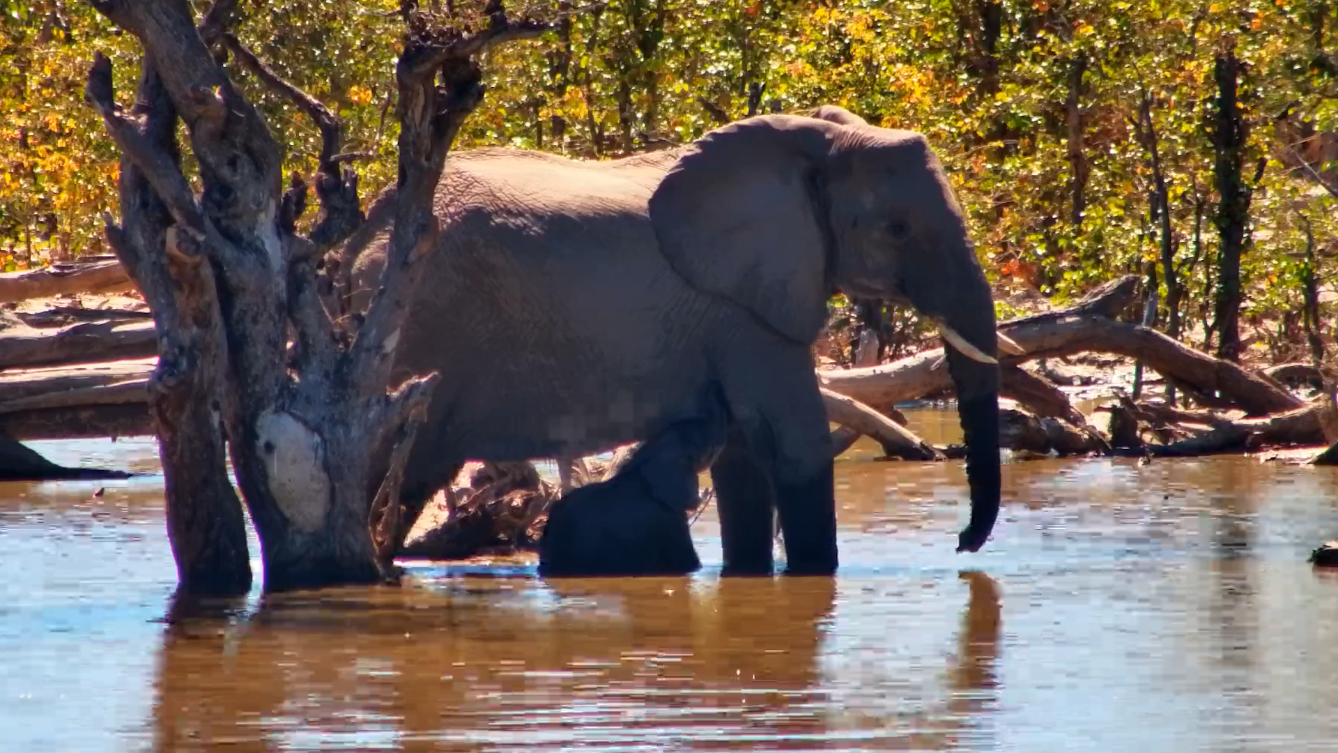 Elephant Calf Plays & Nurses in the Water