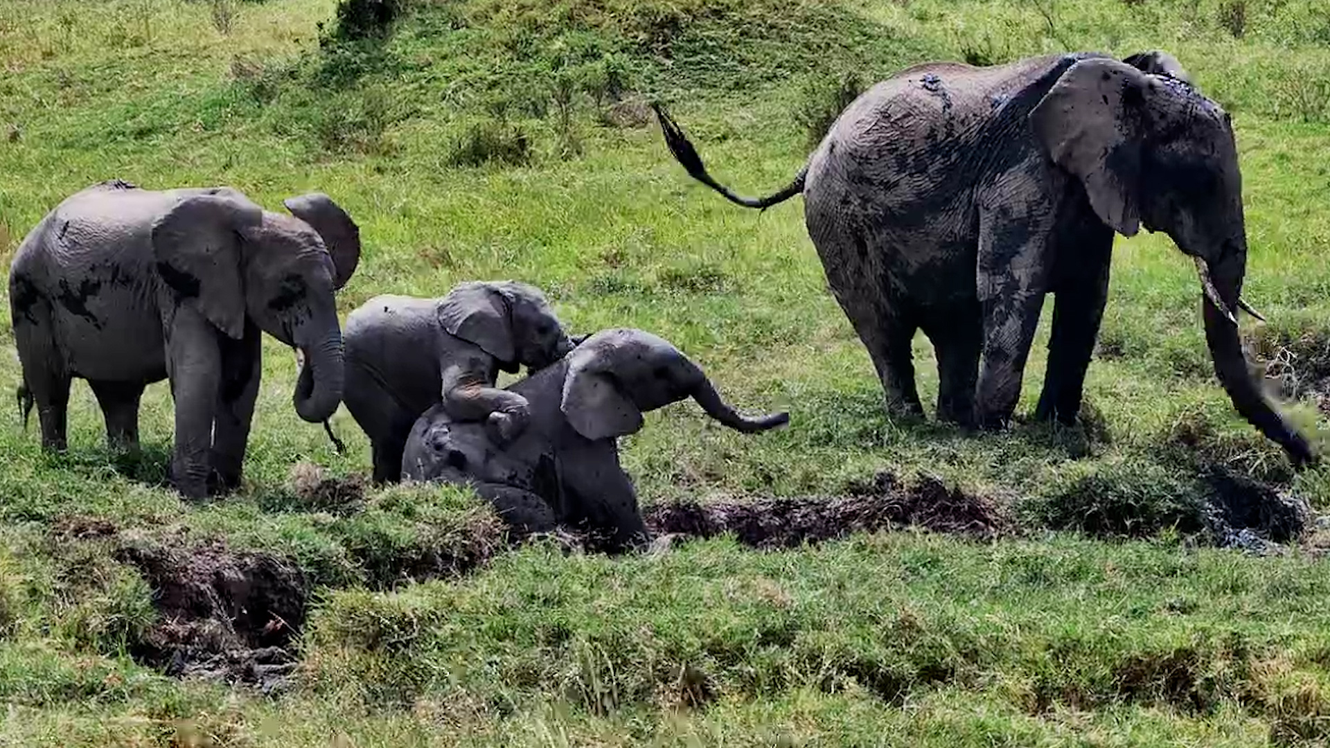 These Elephants Found the Perfect Playground