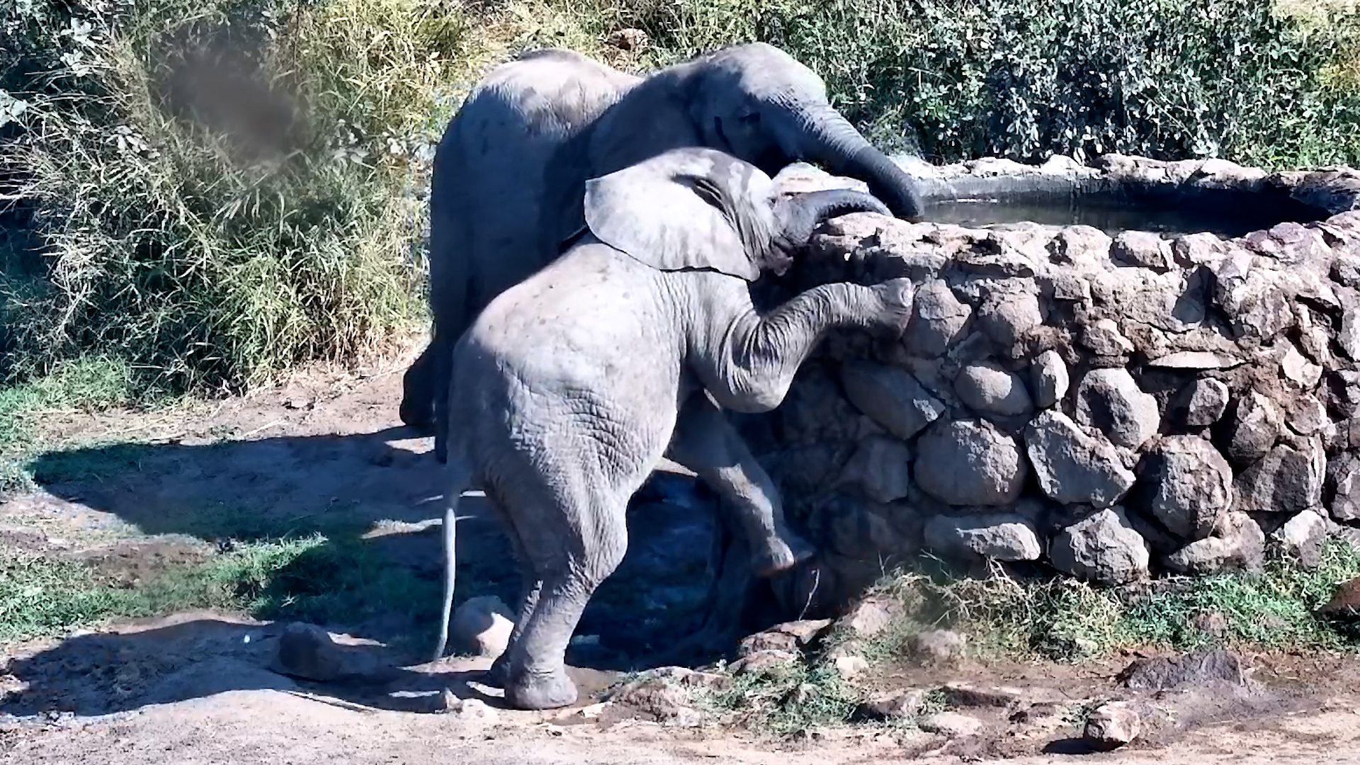 Little Elephants Had a Big Challenge Ahead