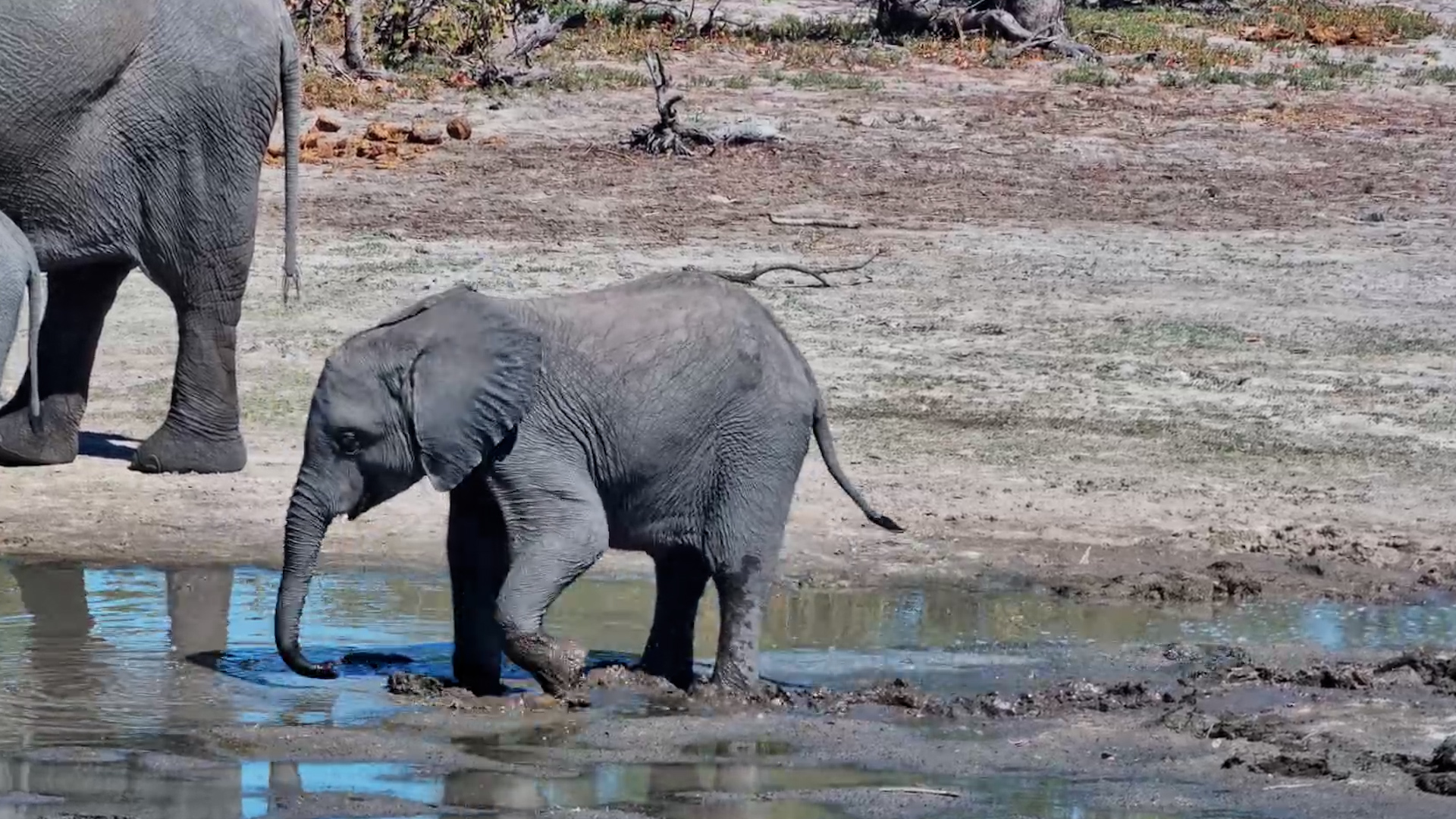 The Cutest Elephant Commute Ever