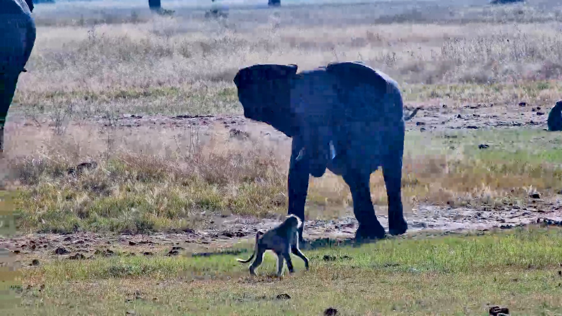 This Elephant Was NOT in the Mood for the Baboon
