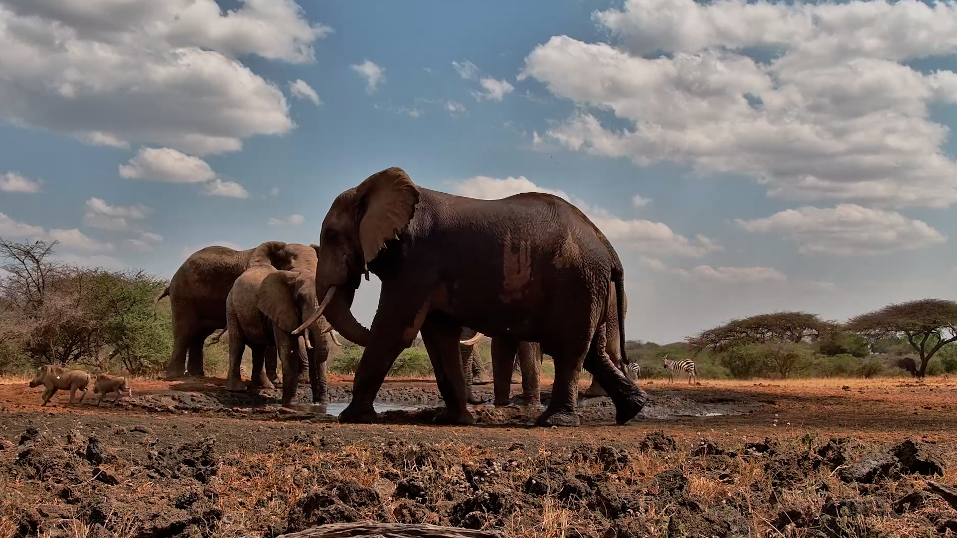 Waterhole Takeover! Elephants Claim It All for Themselves