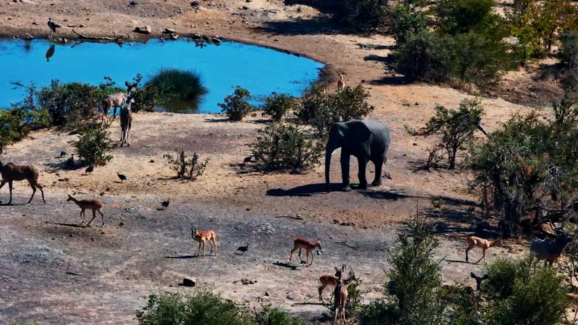 One Elephant Cleared the Entire Waterhole